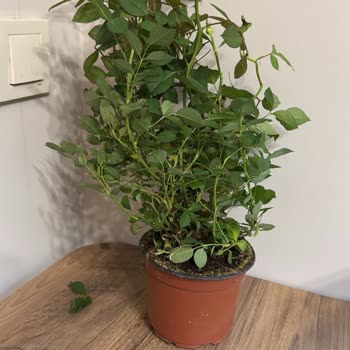 Migros Sanal Market'ten Gelen Hayal Kırıklığı