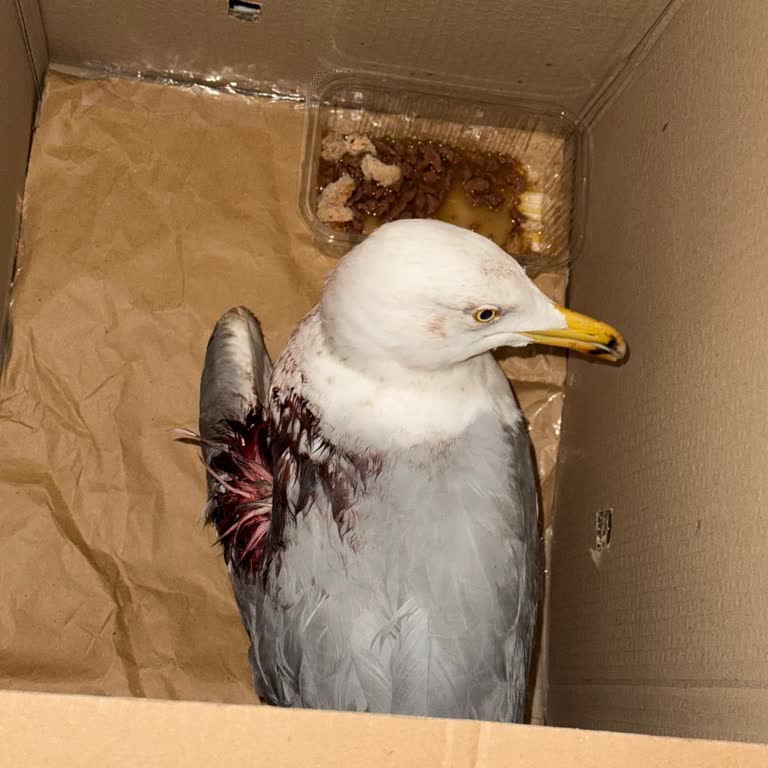 Yaralı Martıya İlgisizlik: Yetkililerden Yardım Bekliyoruz