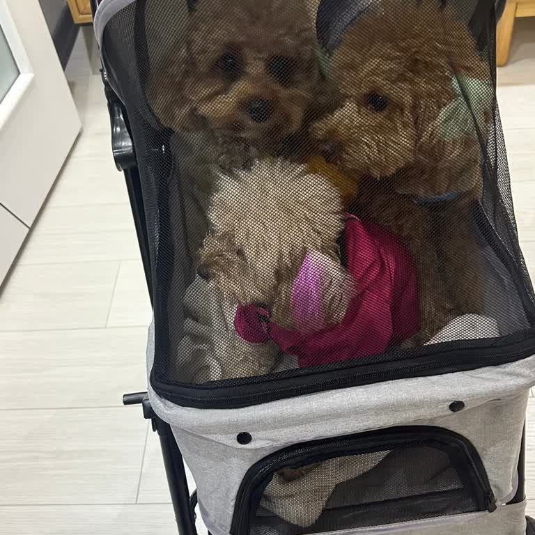 Evcil Hayvanlara Yönelik Haksız Muamele: Metro AVM'de Şok Edici Deneyim