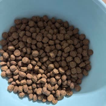 Yanıltıcı Ürün Ve Yetersiz Müşteri Hizmeti: Mamacı Teyze'den Gelen Sahte Kedi Maması