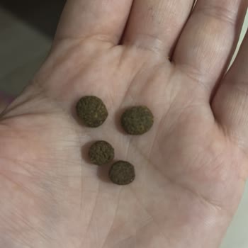 Yanıltıcı Ürün Ve Yetersiz Müşteri Hizmeti: Mamacı Teyze'den Gelen Sahte Kedi Maması