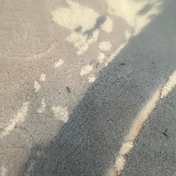 Yıkanmayan Halılar Ve Eksik Hizmet