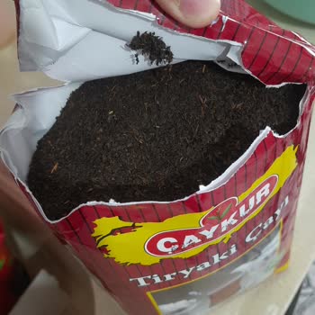 Çaykur Tiryaki Çayında Şok Edici Böcek Sorunu