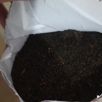 Çaykur Tiryaki Çayında Şok Edici Böcek Sorunu