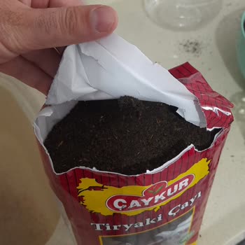 Çaykur Tiryaki Çayında Şok Edici Böcek Sorunu