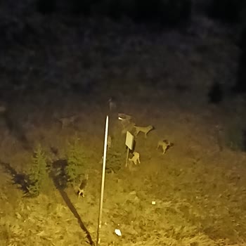 Çayyolu Mesa Koru Sitesi'nde Başıboş Köpek Sorunu Ve Güvenlik Endişesi