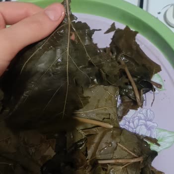 Hamilelik Döneminde Hayal Kırıklığı: Sarma Siparişi