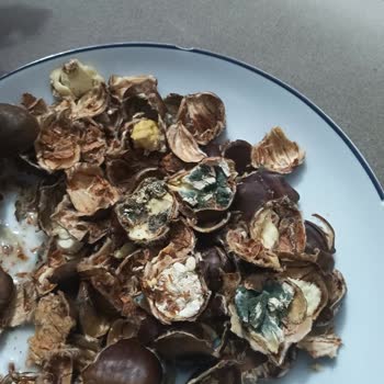 Küflü Kestane Şoku: Paketli Ürün Hayal Kırıklığı