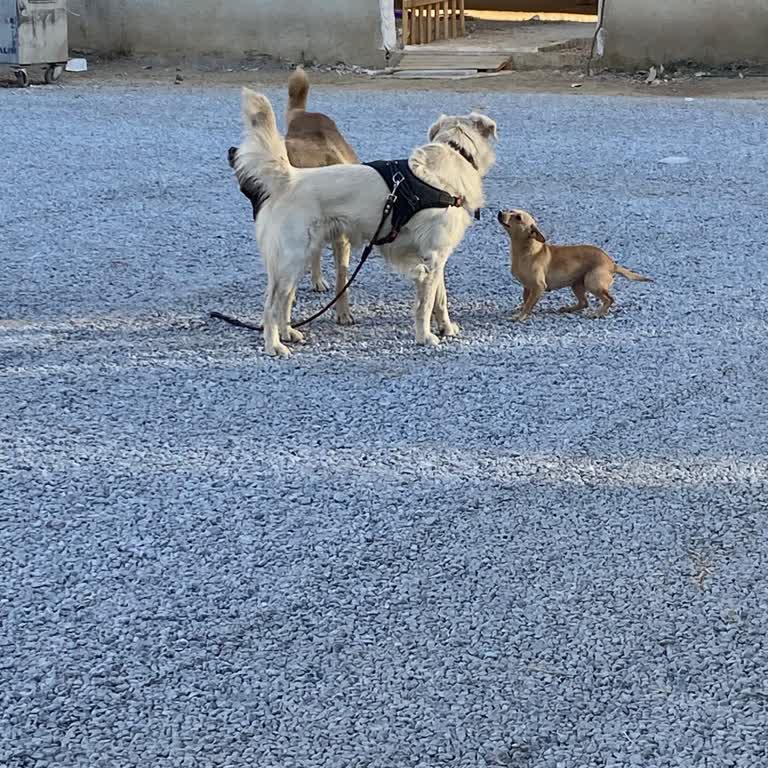 Ata Mahallesi'nde Sokak Köpekleri Ve Çoban Köpekleri Sorunu