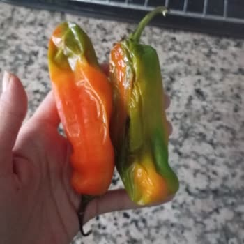 Bozuk Buzdolabı Mağduriyeti