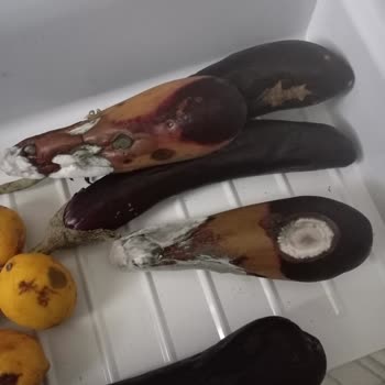 Bozuk Buzdolabı Mağduriyeti