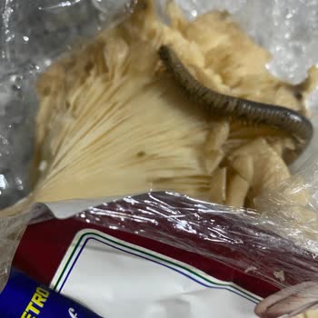 İstiridye Mantarı Paketinden Çıkan Şaşırtıcı Sürpriz