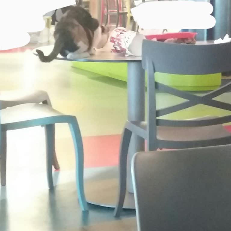 Vialand AVM'de Kedilerle İlgili Hijyen Sorunu