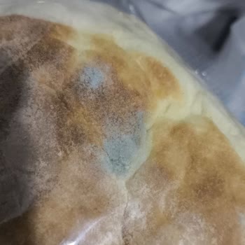 Küflü Bazlama Ekmeği Ve Yetersiz Müşteri Hizmeti