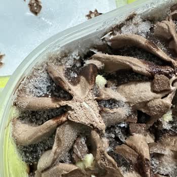 Algida Dondurma Şok Market Kampanyasında Hayal Kırıklığı