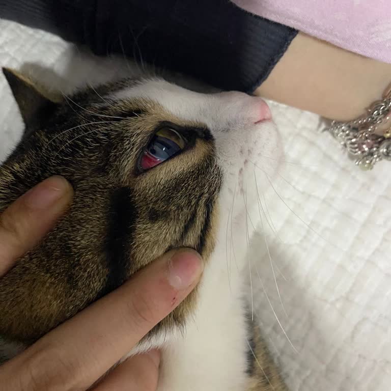 Topkapı Fatih Veteriner'de Kedime Uygulanan Şiddet