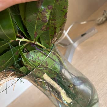 Getir'den Gelen Solmuş Çiçek Ve İade Sorunu