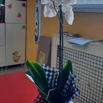 Sipariş Edilen Orkidenin Hayal Kırıklığı
