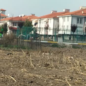 Adapazarı'nda Başıboş Köpek Tehlikesi