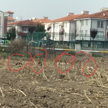 Adapazarı'nda Başıboş Köpek Tehlikesi