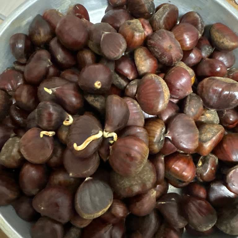 Migros'tan Aldığım Kestaneler Yeşermiş Ve Islak Çıktı