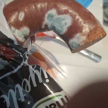 Maret Sucukta Küf Şoku Halk Sağlığı Tehlikede