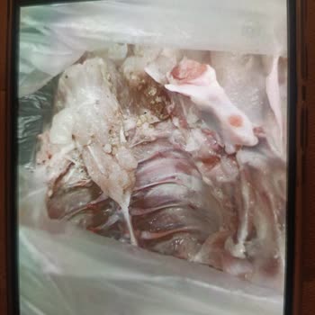 Kurt Dolu Tavuk Şoku: Sağlığımız Tehlikede