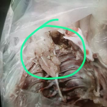 Kurt Dolu Tavuk Şoku: Sağlığımız Tehlikede