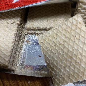 Biscolata Veni Gofret İçinde Canlı Böcek Şoku