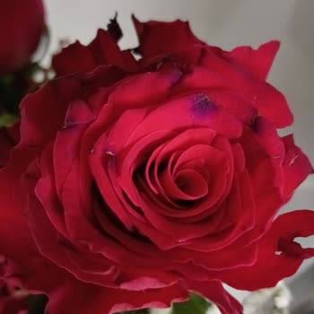 Kargo Şirketinin Sorumsuz Davranışı