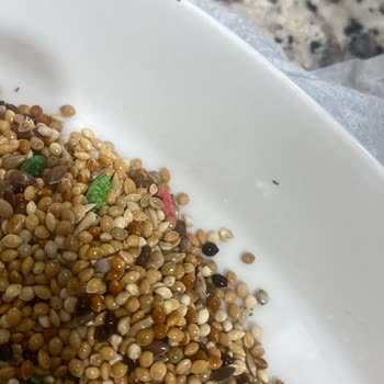 Erdinç Baharat Kuş Yeminde Böceklenme Ve Sağlık Sorunları