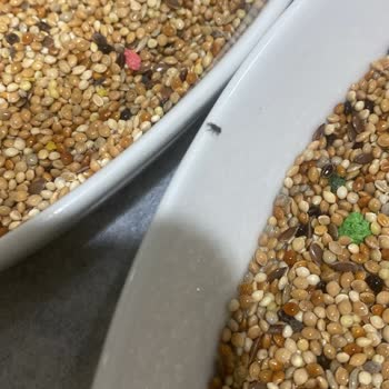 Erdinç Baharat Kuş Yeminde Böceklenme Ve Sağlık Sorunları