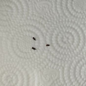 İndirimli Mısırdan Çıkan Böcekler Şok Etti