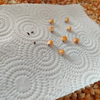 İndirimli Mısırdan Çıkan Böcekler Şok Etti