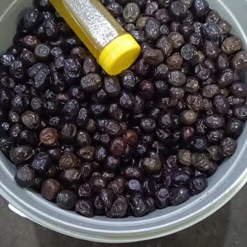 Yanıltıcı Ürün Gönderimi Ve Kalitesiz Zeytin Deneyimi