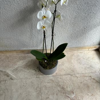 Taze Çiçek | Tazecicek.com Öğretmenler Gününde Hayal Kırıklığı