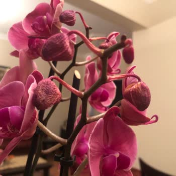 Solmuş Orkide Hediye Hayal Kırıklığı