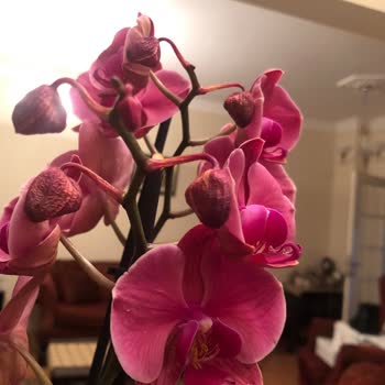 Solmuş Orkide Hediye Hayal Kırıklığı
