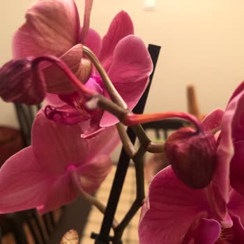 Solmuş Orkide Hediye Hayal Kırıklığı