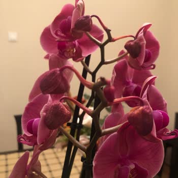 Solmuş Orkide Hediye Hayal Kırıklığı