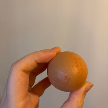 Organik Yumurtada Şok: İçinden Civciv Çıktı!