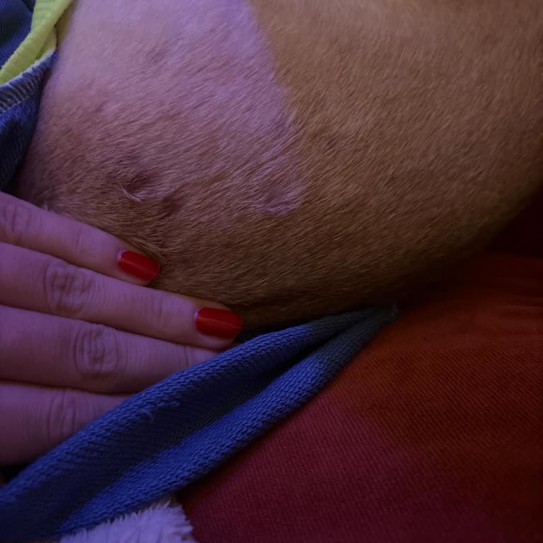 Köpeğimde Alerji Yapan Mama: Sağlık Sorunları Yarattı