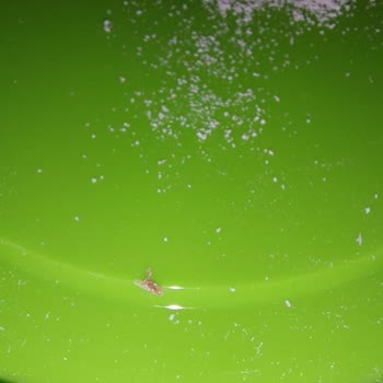 Golden Goat Mama Skandalı: Böcekli Ürün Şoku!