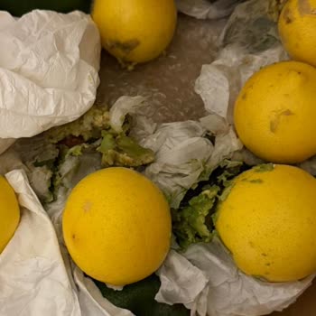 Yurtiçi Kargo Parçalanmış Paket, Eksik Ve Ezilmiş Avokadolar