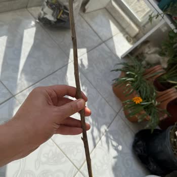 Kuru Dallar Ve Hayal Kırıklığı