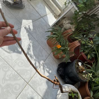 Kuru Dallar Ve Hayal Kırıklığı