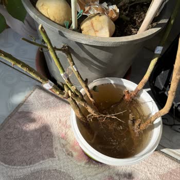 Kuru Dallar Ve Hayal Kırıklığı