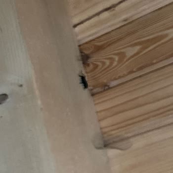 Hijyen Sorunları Ve Yetersiz Hizmet Deneyimi