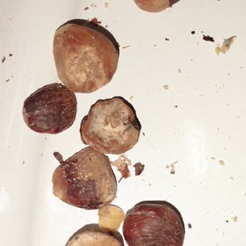 Onlinekuruyemis.com Fındık Kurtlu Çıktı!