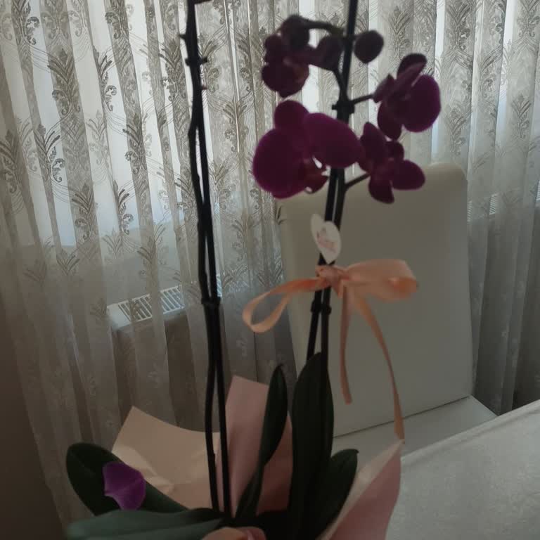 Orkide Siparişi Hayal Kırıklığı